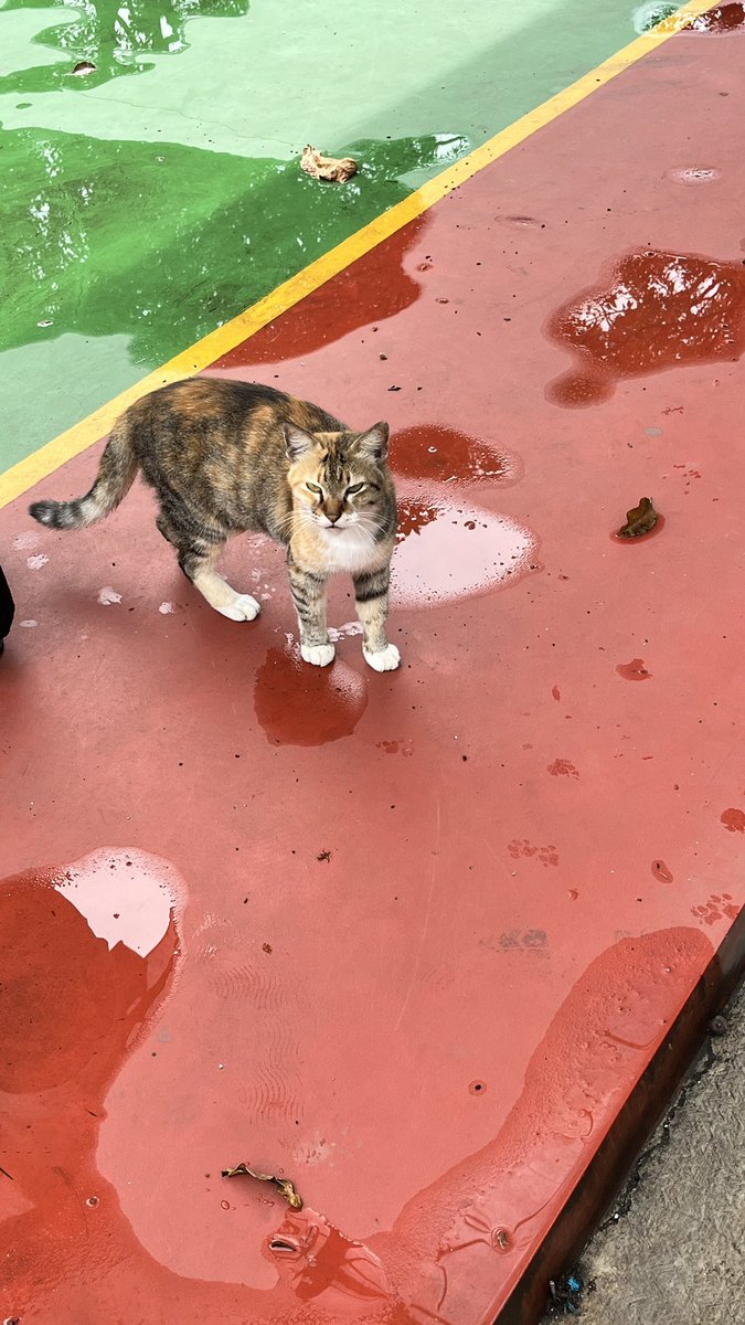 bitircip's tweet image. today🌦️🌫️