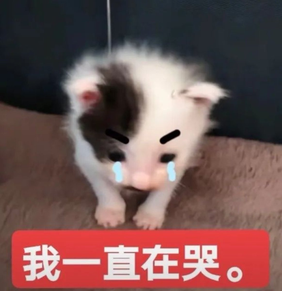 菜要不要 tweet media