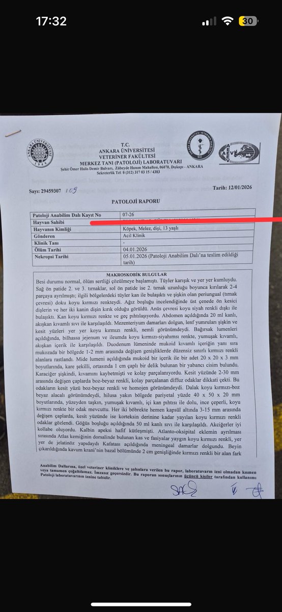 guliz_gunduzz's tweet image. MATMAZEL’İN NEKROPSİ RAPORU AÇIKLANDI.
Ankara Üniversitesi Veteriner Fakültesi Patoloji Anabilim Dalı tarafından düzenlenen resmî nekropsi raporu, Matmazel’in ölümünün “doğal” olmadığını açıkça ortaya koydu.
Rapora göre Matmazel’de;
– Tırnak kırıkları ve periungual dokuda kanama…