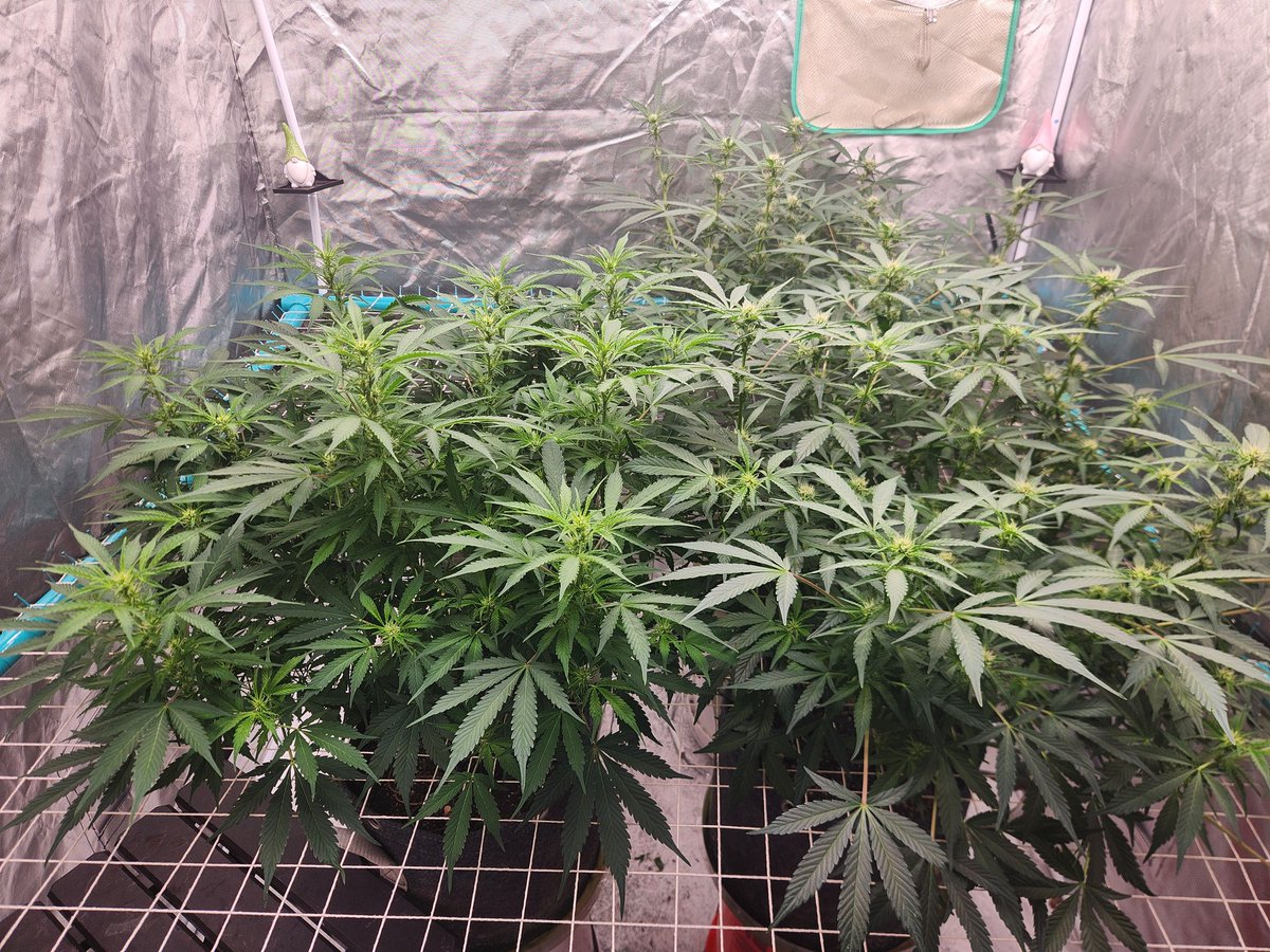 East Coast Home Grown 17 tweet media
