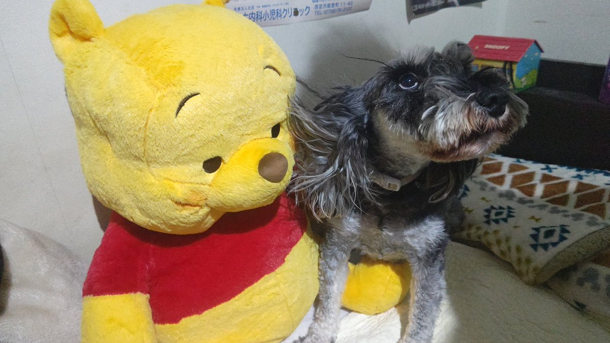vega_schna's tweet photo. おうちにおおきなプーさんがやってきました🍯
#ミニチュアシュナウザー #犬のいる暮らし #犬のいる幸せ https://t.co/dEden185cs