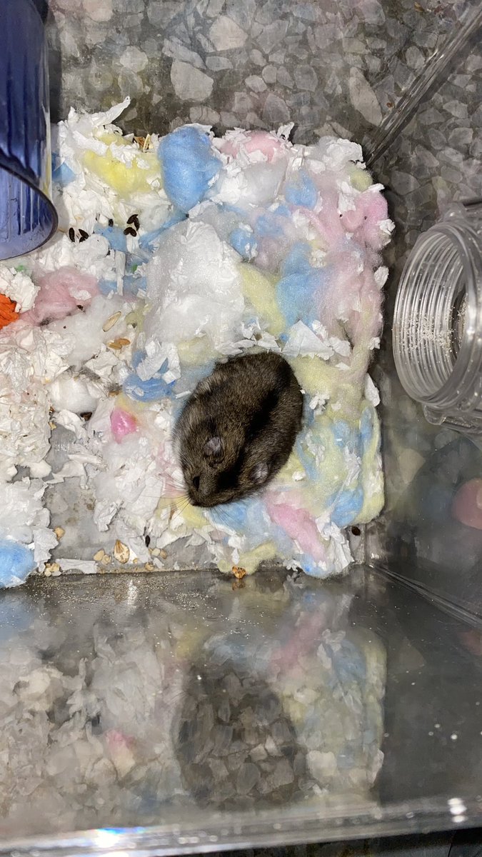 啊᳐啾嗯噗利K᳐੭ tweet media