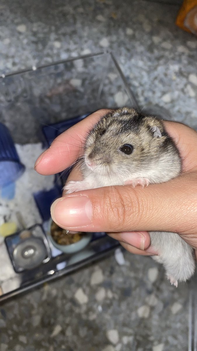 啊᳐啾嗯噗利K᳐੭ tweet media