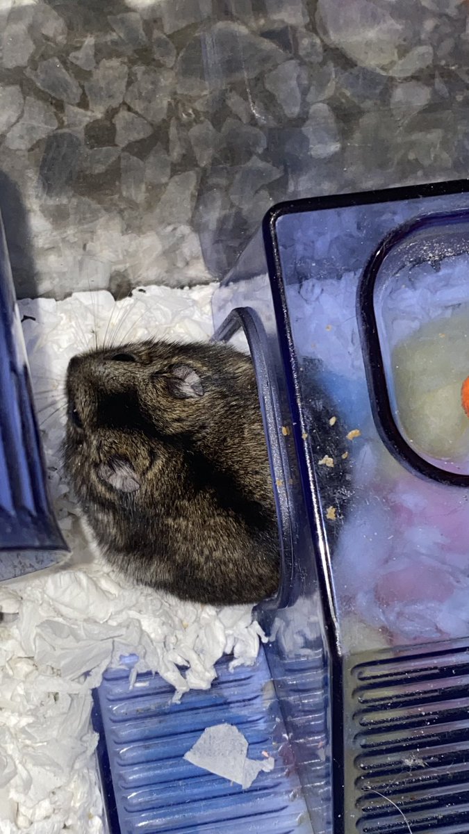 啊᳐啾嗯噗利K᳐੭ tweet media