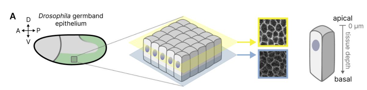 PRX Life tweet media