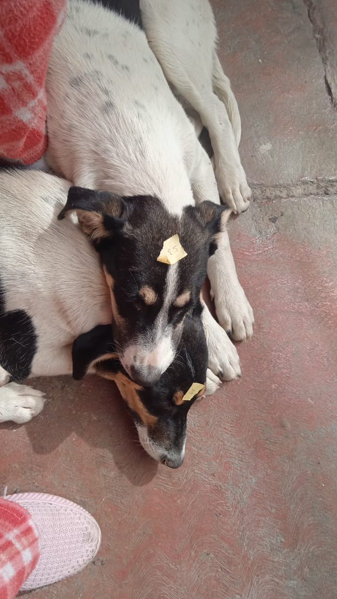 Hermanas Inseparables de aproximadamente 8 meses , fueron esterilizadas y aún anestesiadas No dejaron de abrazarse , Necesitan de 1 hogar que algún buen corazón las reciba , de No encontrar hogar regresaran a las calles , Si deseas cambiar su historia porfavor escríbeme 👇 CDMX🐾