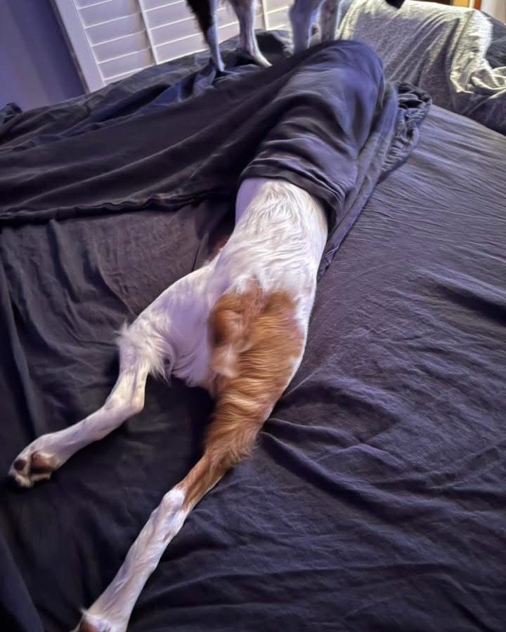 ABrittanyRescue's tweet photo. Oh no, looks like Davis has a case of the Mondays! 🥹 We hope this is just the sign that it was a great weekend, kiddo. 🐾 #ABRFam, please get Davis up and running this morning by sharing your #MondayMoods photo! 

#ABRAlumni #Classof2025 #PuppyBreath https://t.co/MXpfodjDLB
