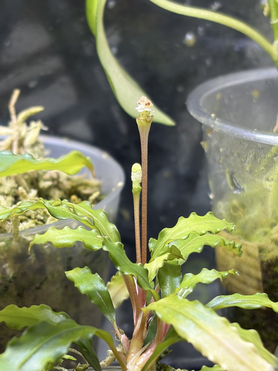 Buce1293588's tweet photo. #Bucephalandra #実生 https://t.co/g3SLifAwfb