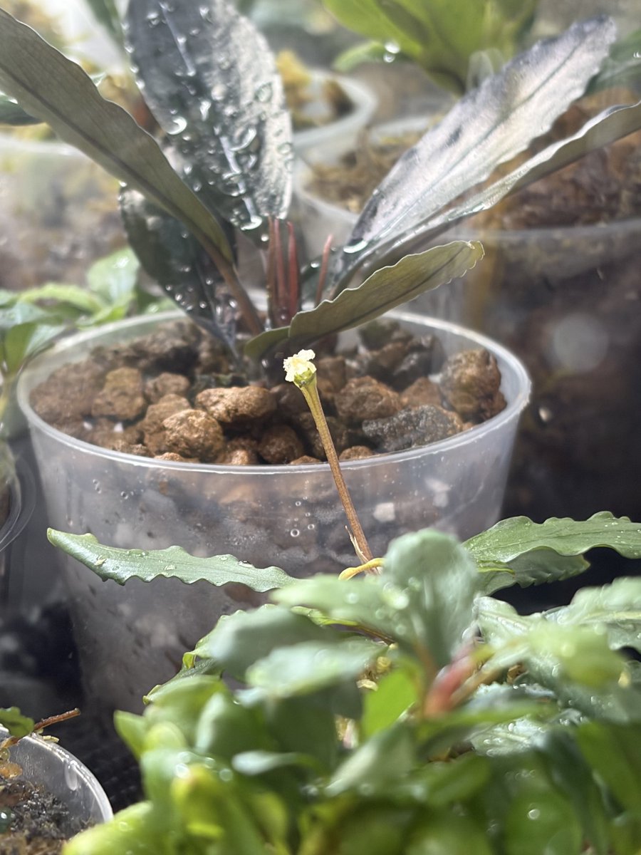 Buce1293588's tweet photo. #Bucephalandra #実生 https://t.co/g3SLifAwfb