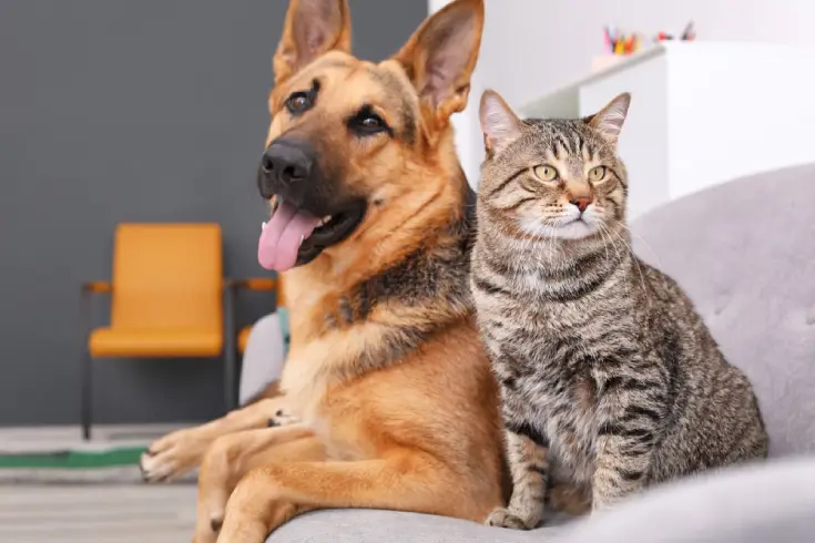 ONLINE PET LICENSE RENEWALS:
A pet license is yet another way to make sure your pet is protected if they become lost! Pets licensed after January 31st will have a $10 late fee.
sdlportal.com/.../chatham/re…