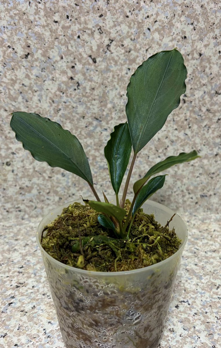 Buce1293588's tweet photo. #Bucephalandra Padawan https://t.co/XXsGt78uqT