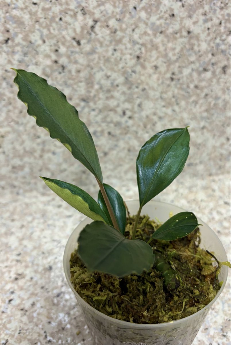 Buce1293588's tweet photo. #Bucephalandra Padawan https://t.co/XXsGt78uqT