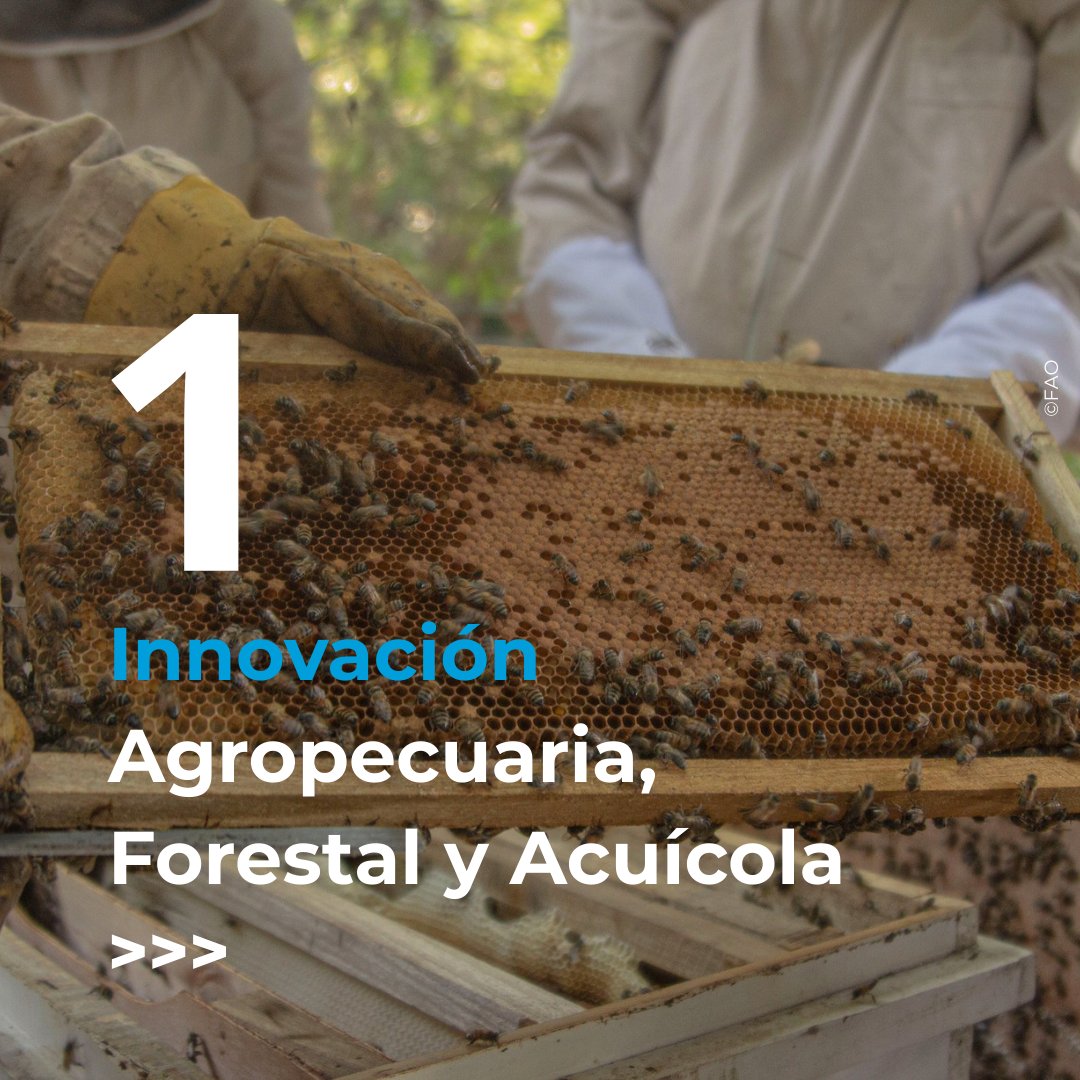 IvanFLeonFAO's tweet photo. Les invito a conocer los pilares del Programa de la @FAO en #Paraguay 🇵🇾

1. Innovación Agropecuaria, Forestal y Acuícola

2. Dietas Saludables y Nutrición

3. Gestión Sostenible del Suelo, Agua y Bosque

4. Inclusión Socioeconómica

Conocé más
👉https://t.co/k7F4hfxV8I https://t.co/oSI9i7S6zz