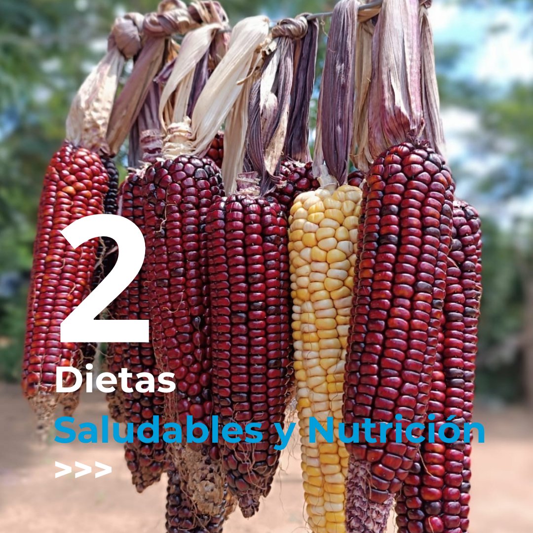 IvanFLeonFAO's tweet photo. Les invito a conocer los pilares del Programa de la @FAO en #Paraguay 🇵🇾

1. Innovación Agropecuaria, Forestal y Acuícola

2. Dietas Saludables y Nutrición

3. Gestión Sostenible del Suelo, Agua y Bosque

4. Inclusión Socioeconómica

Conocé más
👉https://t.co/k7F4hfxV8I https://t.co/oSI9i7S6zz