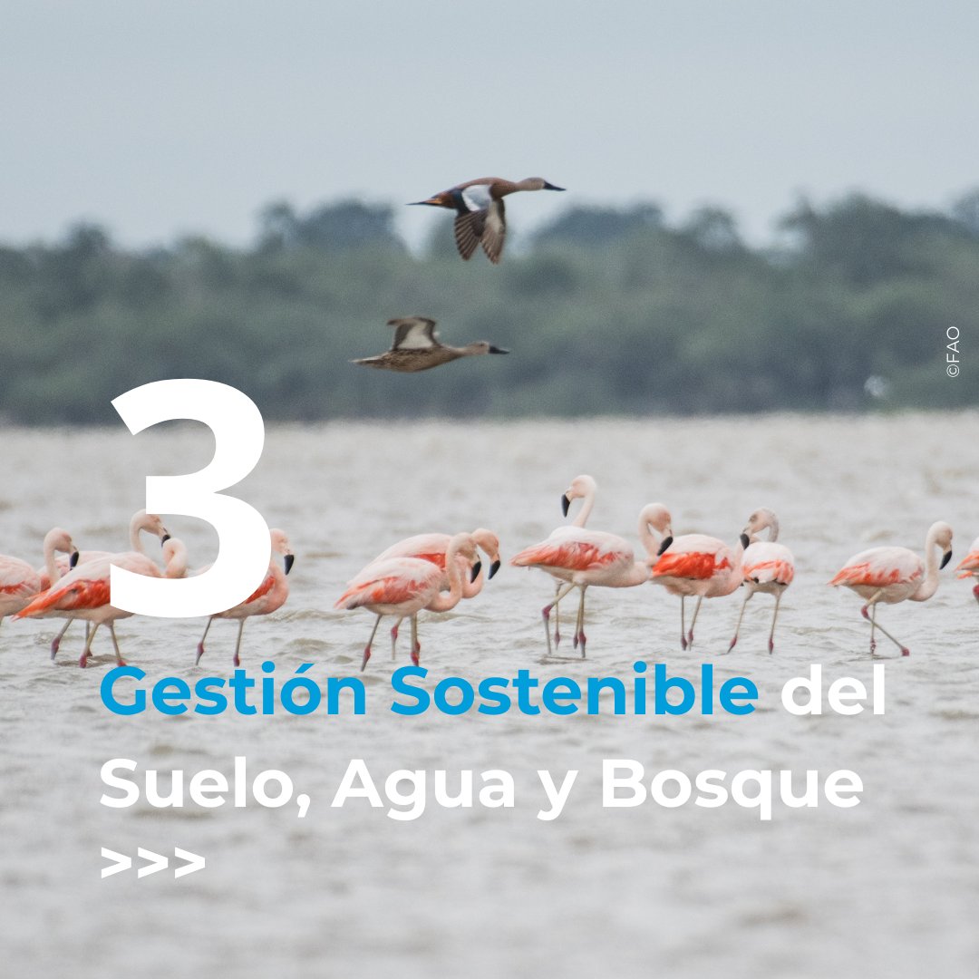 IvanFLeonFAO's tweet photo. Les invito a conocer los pilares del Programa de la @FAO en #Paraguay 🇵🇾

1. Innovación Agropecuaria, Forestal y Acuícola

2. Dietas Saludables y Nutrición

3. Gestión Sostenible del Suelo, Agua y Bosque

4. Inclusión Socioeconómica

Conocé más
👉https://t.co/k7F4hfxV8I https://t.co/oSI9i7S6zz