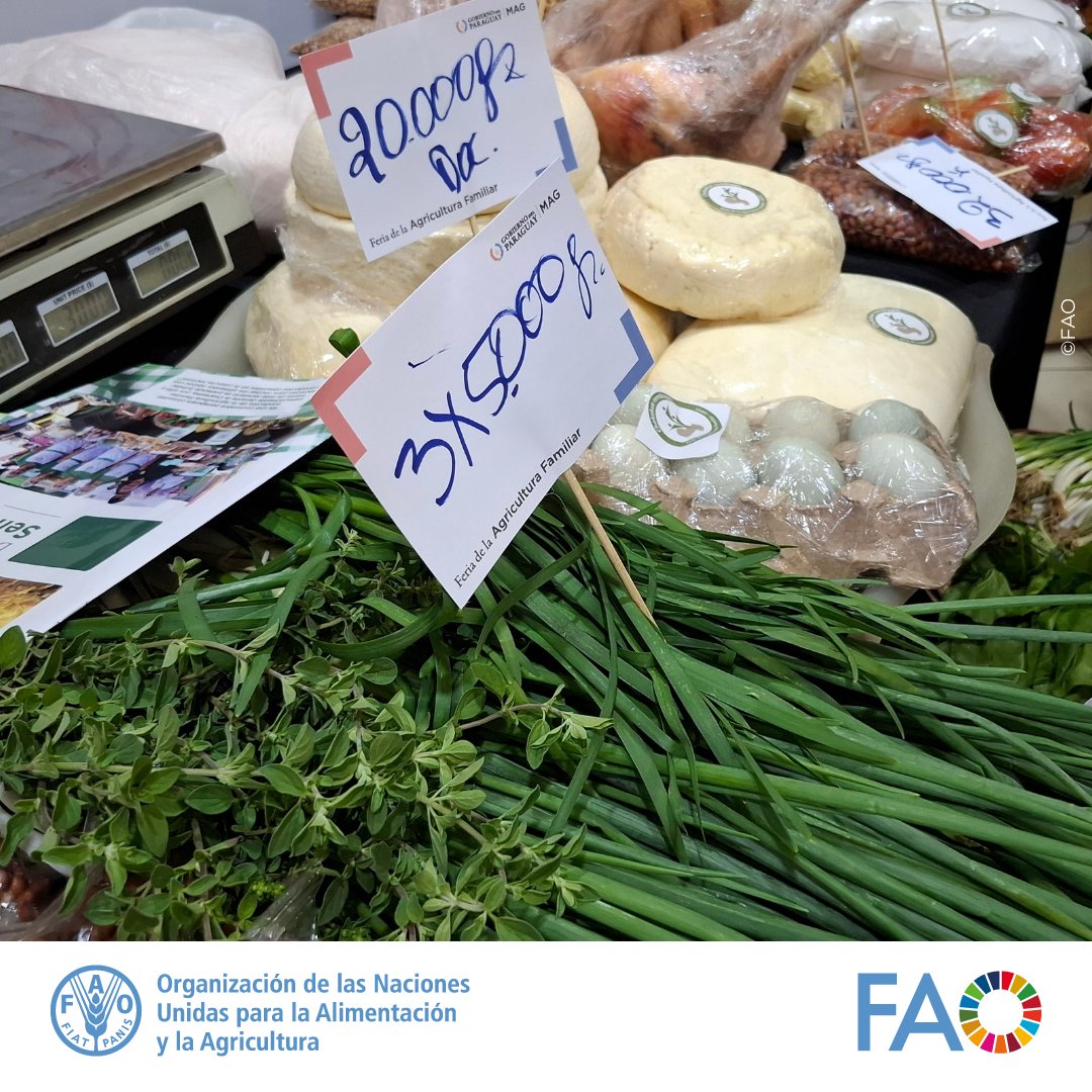 IvanFLeonFAO's tweet photo. 🌱Una #MejorProducción significa:

👉Incremento de la productividad, con el resultado de unos ingresos más elevados para familias agricultoras y una mayor abundancia de productos en la comunidad. https://t.co/MecJgCeSU9