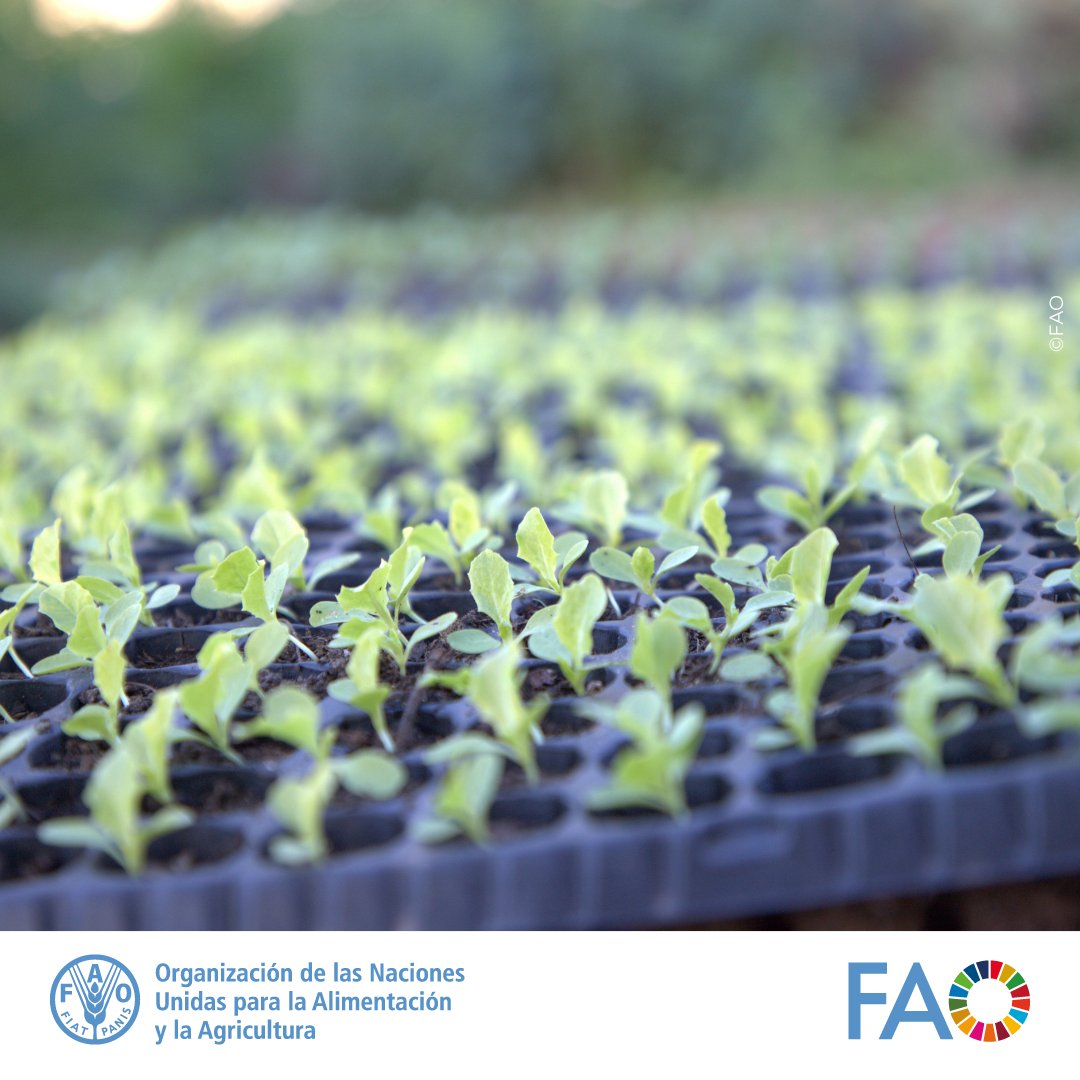 IvanFLeonFAO's tweet photo. 🍲Una mejor nutrición significa:

🔸 Mejor distribución de alimentos para reducir la pérdida y el desperdicio alimentarios y aumentar la autosuficiencia de la comunidad.
#4MEJORAS de la @FAO https://t.co/1y0R8DPSPC