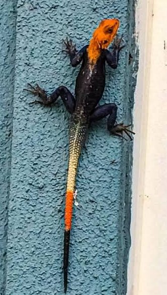 MasterMaliq's tweet image. A Wrong Version of Islam

I grew up in the wrong version of Islam.
An Islam mixed with fear, not faith.
An Islam built on incantations, sacrifices, concoctions, incisions, amulets, soaps and spirits, not God.

When I was young, my Alfa would send me to look for lizards.
Me and…