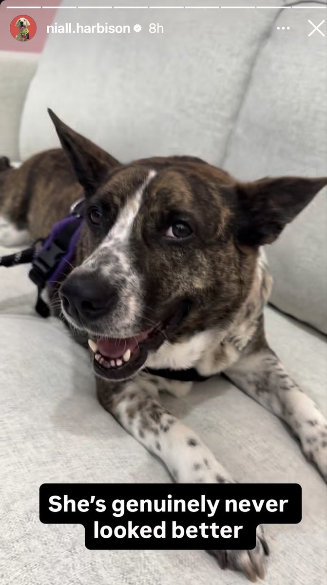 StaciesOnTheBay's tweet image. Adore Brittany, her rescue and LONG term behavioral rehabilitation took 3 YEARS! Your patience with her was remarkable and now look at her. Cute clip on Niall’s IG of her joy at seeing him at the Happy Doggo office in town. She looks amazing, so happy and so confident!