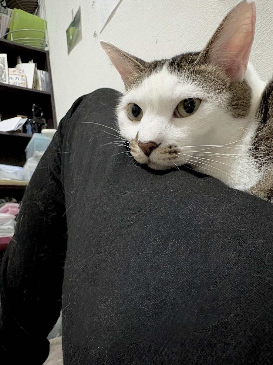 ramune417's tweet photo. 本日のしらゆき

今日も僕の身体の上に乗る https://t.co/D6PTBwS9dj