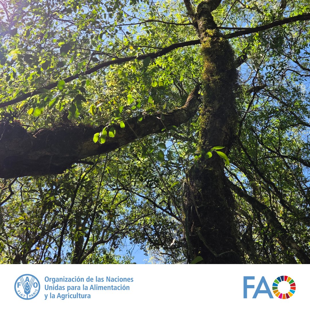 IvanFLeonFAO's tweet photo. 🌿Un mejor medio ambiente significa:

✅Conservación de la biodiversidad para que las comunidades locales puedan seguir utilizando las especies endémicas con fines alimentarios, agrícolas y medicinales.
#4MEJORAS de la @FAO https://t.co/4DLiwOBNng