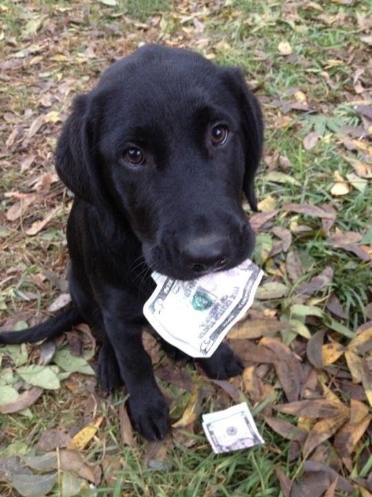 daily puppy pete‧˚꒰🐾୭ ˚. ᵎᵎ tweet media