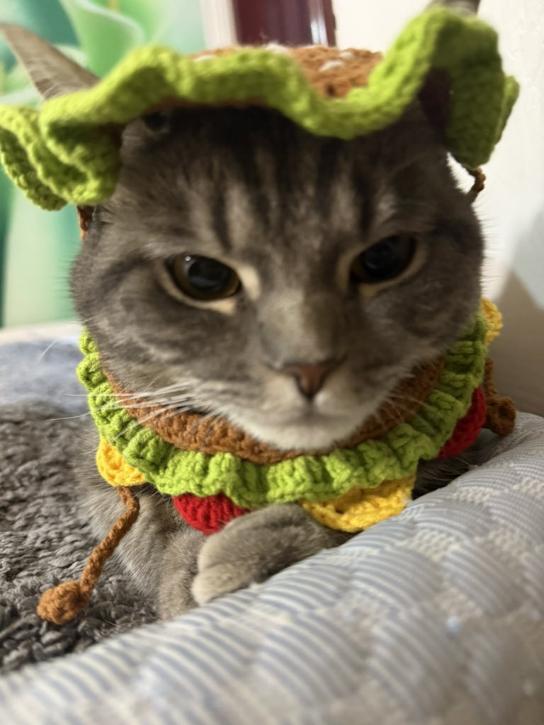 仓鼠糍粑 tweet media