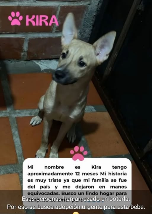 Caso de terceros...Una amiga me pidió compartir esta información sobre esta princesa. Ubicada en el Estado Miranda- Guarenas. Contactar a este número 04241214062