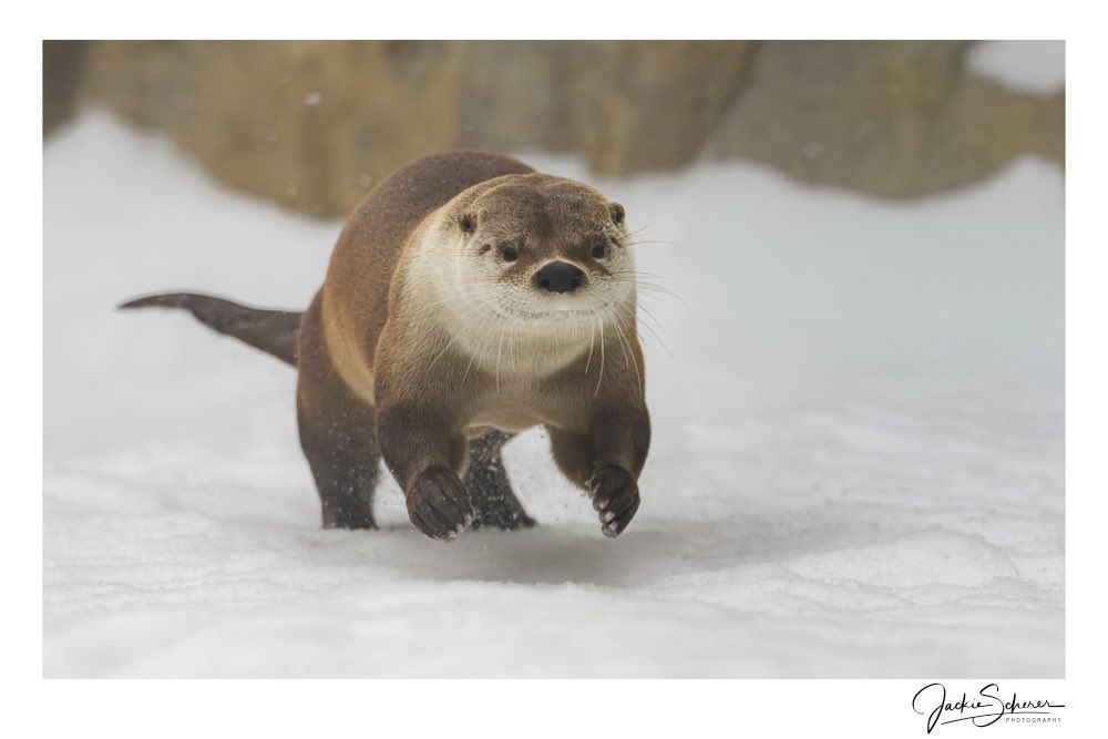 Khalua80111's tweet photo. Otter building up speed for a fantastic slideโฆ
Wild At Heart Collection
#lakesuperiorzoo #wildatheart #nikonphotography #exploreminnesota #otter https://t.co/DB83w00xOG