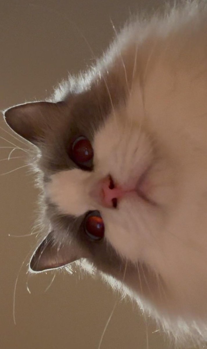 🐶　　　　　　　　　🐱