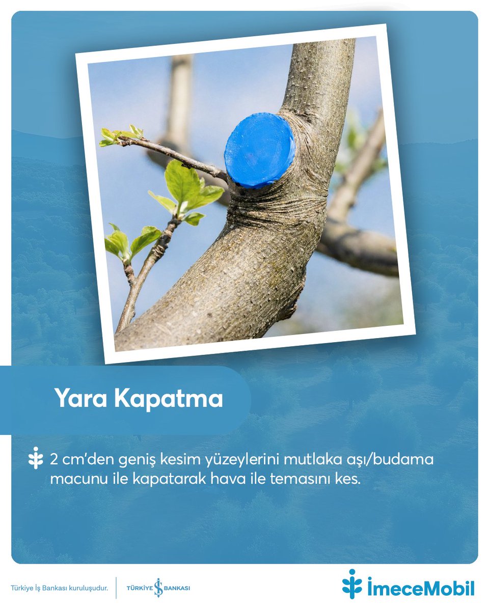 Doğru budama, veriminize verim katar. Bu altın kuralları sizin için topladık! İhtiyacınıza en uygun budama makası seçenekleri için: imecemobil.com.tr
.
.
#budama #budamamakası #eticaret #onlinealışveriş #tarım