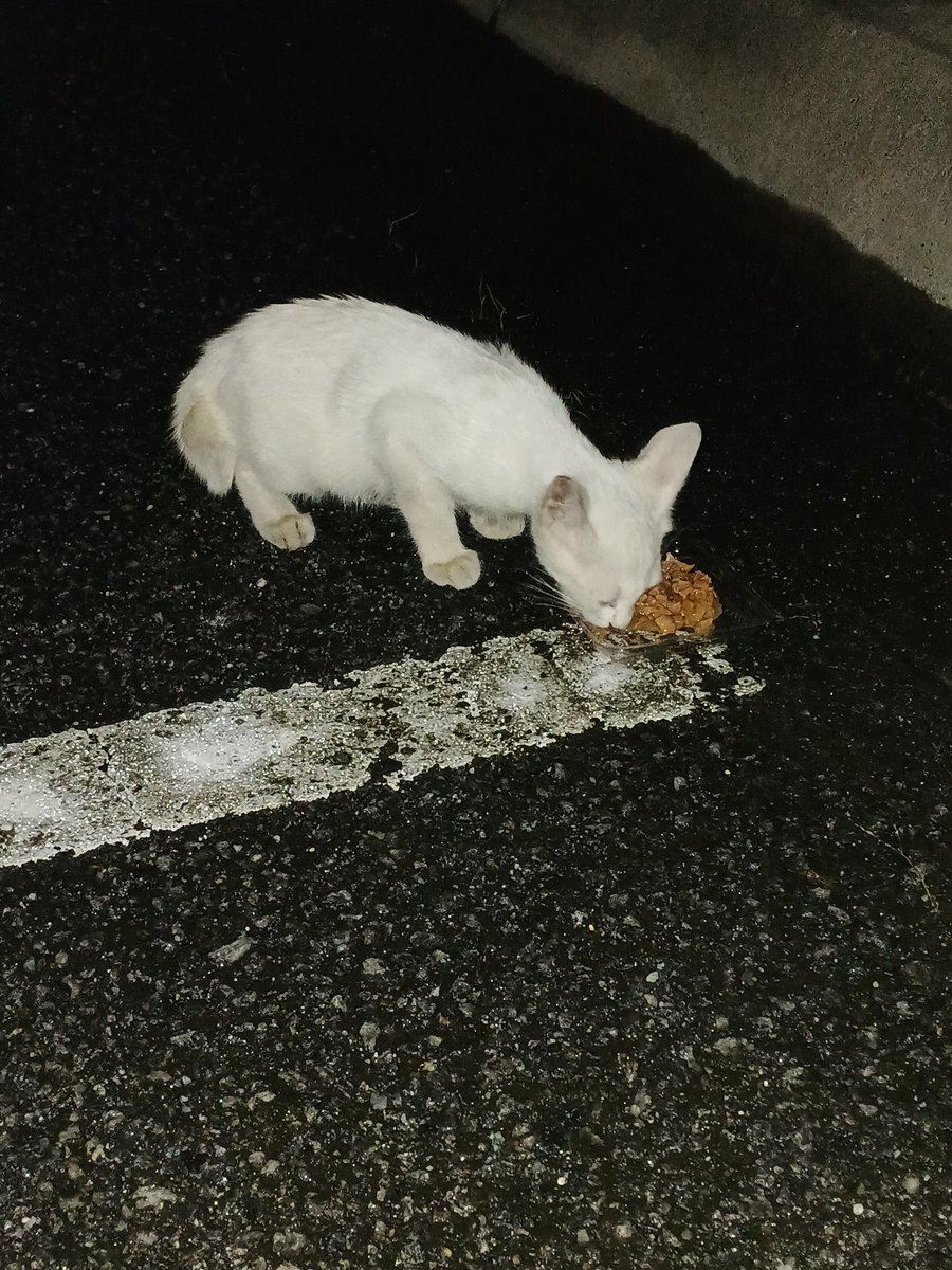 LindaElleHafiza's tweet photo. Abes keje 8pm. Nak pegi feeding anak jalanan. Pastu nmpk anak ini. Tgh meow2 sambil ikot kaki sorg bangla. Gamak nye dia mengiow mtk mknn. Ok lah bg dia mkn dulu. Mkn pun smbil bunyi2. Gamak nye dia nk ckp dia lpr sgt kot. Smpi nak tercekik mkn. Kesian. 

Sy ni hutang vet ada lagi 4k. Blm setel. Anak2 sy kat rumah pun ramai lg yg sakit yg tak blh pegi vet sbb hutang blm setel lagi. Nak bwk pegi vet lain pun xde ready funds. 

Asal nye sy nk tgl je lps bg mkn.
Wallahi sy tak mampu nk tmbh hutang. Sy sgt sedih tgk anak2 sy kt rumah yg menanggung sakit and tak dpt pegi vet. Tp hati sy tak mampu nak tgl anak kecil ni. Sorg2. Mlm2. Mak xde. Haih. Sumpah sedih.

Sy angkut jugak dia.
Mcm biasa lah dlm keta mmg ada carrier and potty pad.

Sy suspect dia parvo. Sbb dia cirit teruk. Mmg tengit bau taik dia. Takpelah keta sy busuk pun. Blh cuci. Nyawa anak ini lagi penting kan.
So dah rescue ni, maka nye the mission is rawat dia and re-home. 

Takde sape blh jaga dia mlm ni. Jadi sy tido je la dgn dia dlm keta. Takpe dh biasa buat dgn rescues lain sblm ni. Esok sy terpaksa la masuk keje lmbt sbb kena bwk anak ini pegi vet dulu.

Nak mtk tlg chip in kos vet check anak ini esok ye 🙏