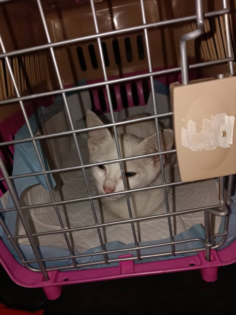 LindaElleHafiza's tweet photo. Abes keje 8pm. Nak pegi feeding anak jalanan. Pastu nmpk anak ini. Tgh meow2 sambil ikot kaki sorg bangla. Gamak nye dia mengiow mtk mknn. Ok lah bg dia mkn dulu. Mkn pun smbil bunyi2. Gamak nye dia nk ckp dia lpr sgt kot. Smpi nak tercekik mkn. Kesian. 

Sy ni hutang vet ada lagi 4k. Blm setel. Anak2 sy kat rumah pun ramai lg yg sakit yg tak blh pegi vet sbb hutang blm setel lagi. Nak bwk pegi vet lain pun xde ready funds. 

Asal nye sy nk tgl je lps bg mkn.
Wallahi sy tak mampu nk tmbh hutang. Sy sgt sedih tgk anak2 sy kt rumah yg menanggung sakit and tak dpt pegi vet. Tp hati sy tak mampu nak tgl anak kecil ni. Sorg2. Mlm2. Mak xde. Haih. Sumpah sedih.

Sy angkut jugak dia.
Mcm biasa lah dlm keta mmg ada carrier and potty pad.

Sy suspect dia parvo. Sbb dia cirit teruk. Mmg tengit bau taik dia. Takpelah keta sy busuk pun. Blh cuci. Nyawa anak ini lagi penting kan.
So dah rescue ni, maka nye the mission is rawat dia and re-home. 

Takde sape blh jaga dia mlm ni. Jadi sy tido je la dgn dia dlm keta. Takpe dh biasa buat dgn rescues lain sblm ni. Esok sy terpaksa la masuk keje lmbt sbb kena bwk anak ini pegi vet dulu.

Nak mtk tlg chip in kos vet check anak ini esok ye 🙏