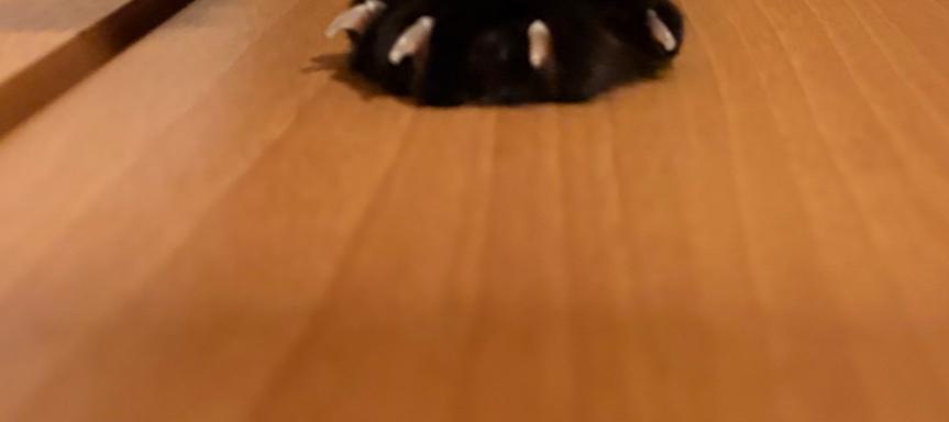 uni_kuroneko's tweet photo. タップするとうにが伸びをします。

#黒猫