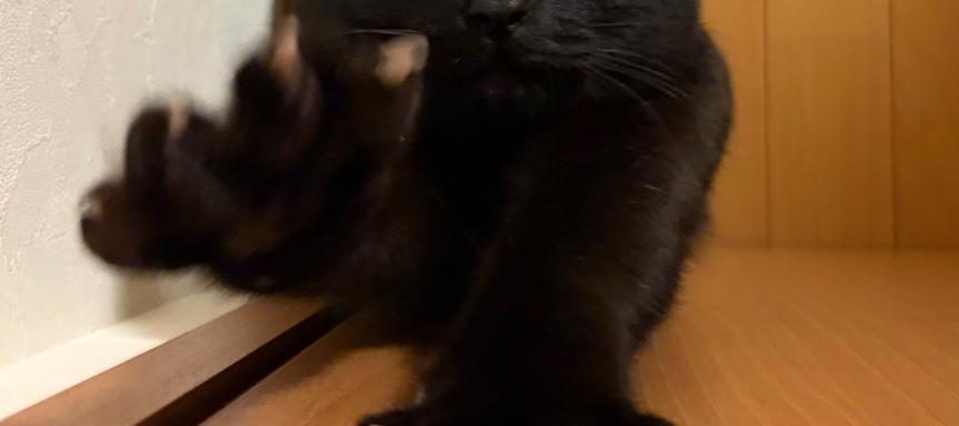 uni_kuroneko's tweet photo. タップするとうにが伸びをします。

#黒猫
