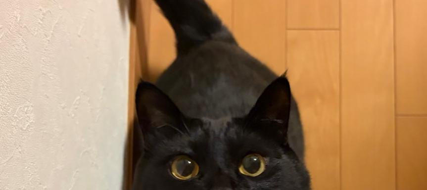 uni_kuroneko's tweet photo. タップするとうにが伸びをします。

#黒猫