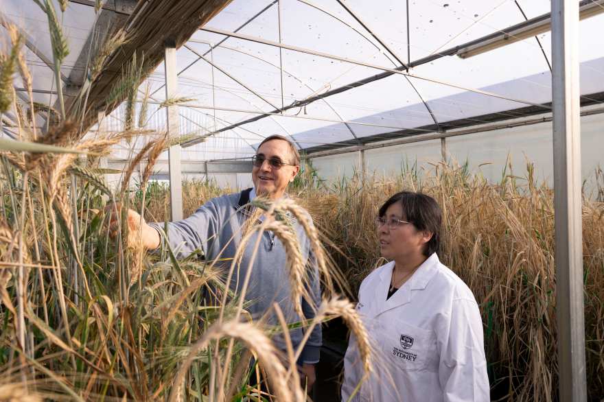 Sydney_Ideas's tweet photo. Scientist Peng Zhang shares her groundbreaking research in hybrid wheat, and the innovation she's led in plant breeding to boost yields and grow more resilient crops.

Learn more about how hybrid wheat can support farmers and global food security: https://t.co/AQDYxNuNVJ https://t.co/q5gQcFjxgK