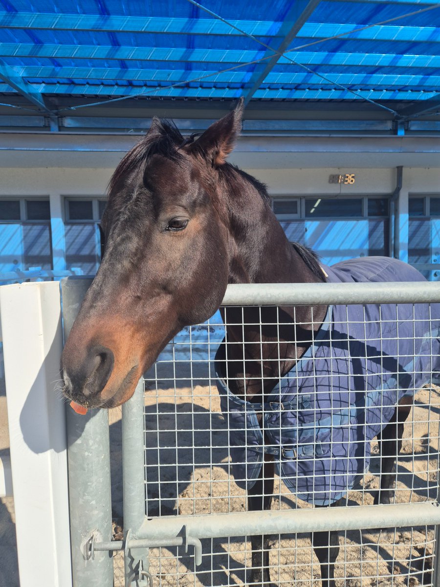 knI6ewje2Rl3RGw's tweet photo. 🇨🇦 Horse of the Year, #Uncaptured(2010)

Happy New Year~! 😆

2026.01.09 at KRA Jangsu Stud

@markecasse
@LourdesAbellera
@gregjon30402498
@ponyace 
@santaanitapark
@tetrarch1911
@Looise1
@Hartley_026 
@DRFLivingston
@Nicole__Meiner
@LindaCKBL
@korearacing
@cmoreton99
@yeats2009 https://t.co/mGXzCIW9Zn
