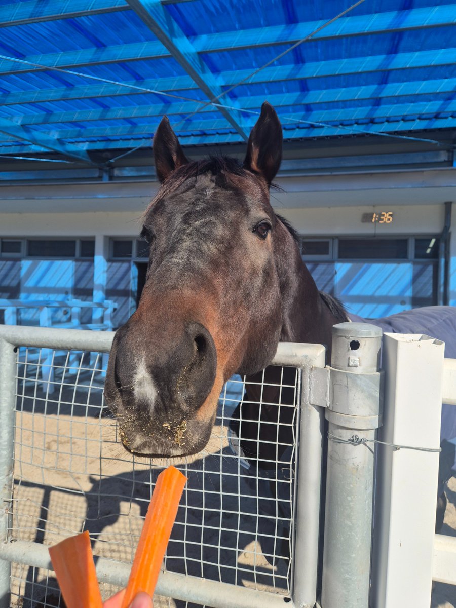 knI6ewje2Rl3RGw's tweet photo. 🇨🇦 Horse of the Year, #Uncaptured(2010)

Happy New Year~! 😆

2026.01.09 at KRA Jangsu Stud

@markecasse
@LourdesAbellera
@gregjon30402498
@ponyace 
@santaanitapark
@tetrarch1911
@Looise1
@Hartley_026 
@DRFLivingston
@Nicole__Meiner
@LindaCKBL
@korearacing
@cmoreton99
@yeats2009 https://t.co/mGXzCIW9Zn