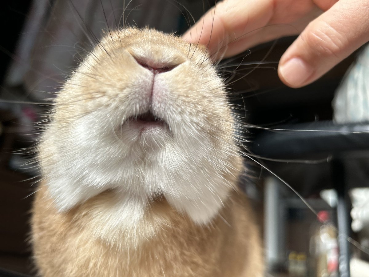 marimo201403's tweet image. 実家のマカロンが急性胃拡張で入院になってしまいました……