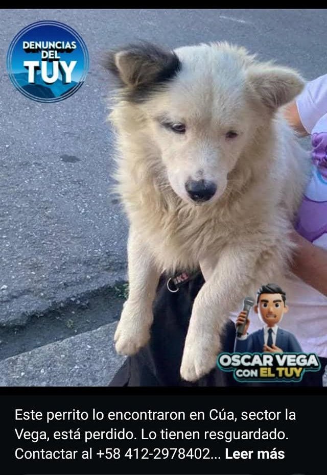 Difundimos. EXTRAVIADO. Busca a su familia humana  Cúa, Valles del Tuy, estado Miranda