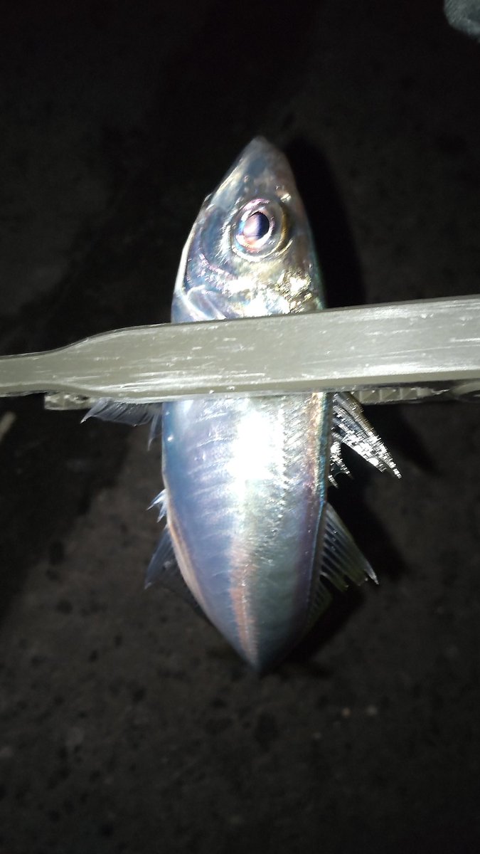 Rinkhals_'s tweet photo. やっと今年初のアジ！
表層でしか当たらないのに風が強くてジグヘッドが沈まない…
PE巻いたタックルを持ってきた自分をぶん殴りたい https://t.co/JrXJGHNT3j
