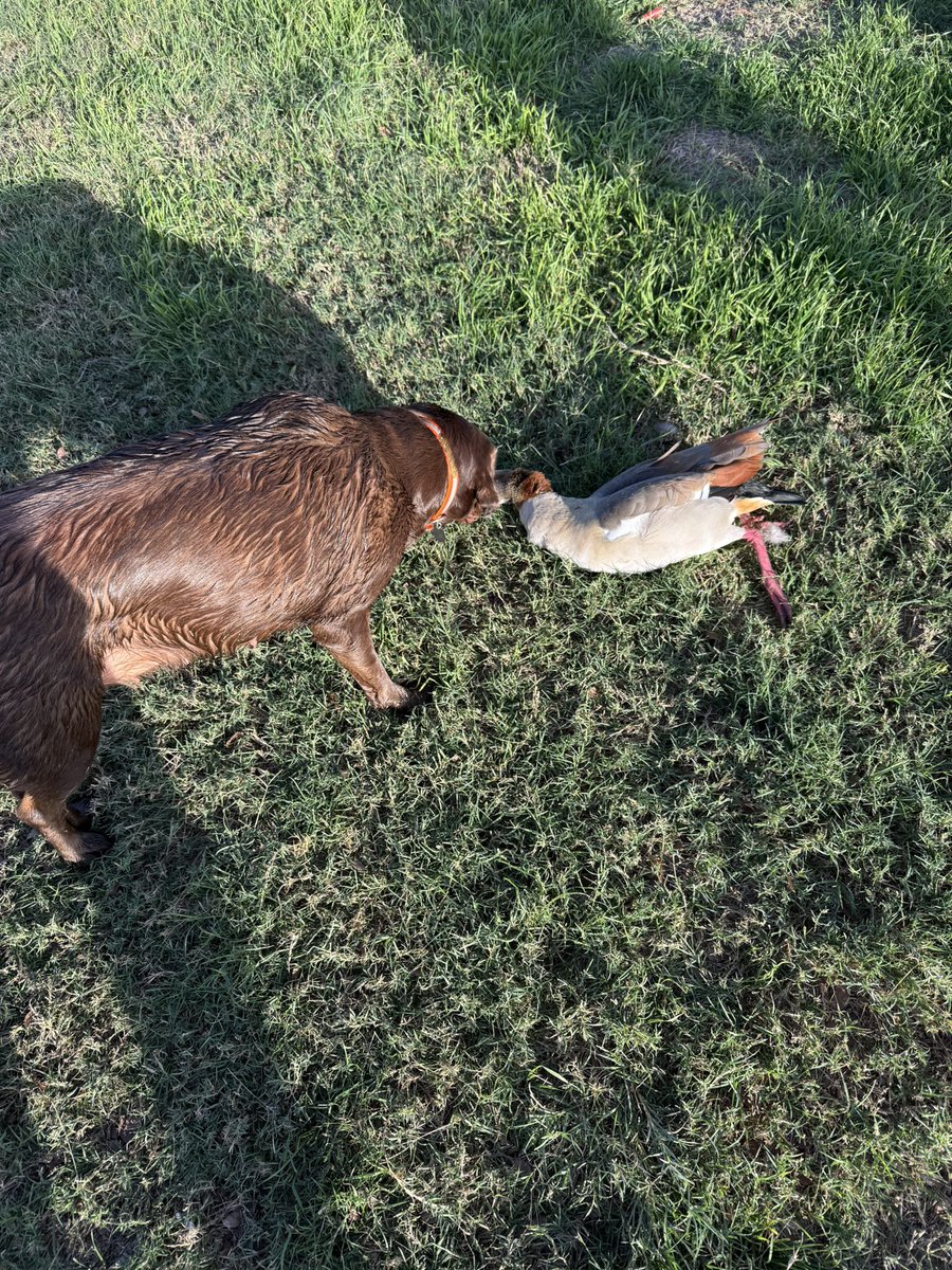 atxrob12's tweet photo. Good night for some bird hunting and steaks with friends! Honey’s first goose!!  ❤️Bird 🐕. https://t.co/bbQaD3mpgp