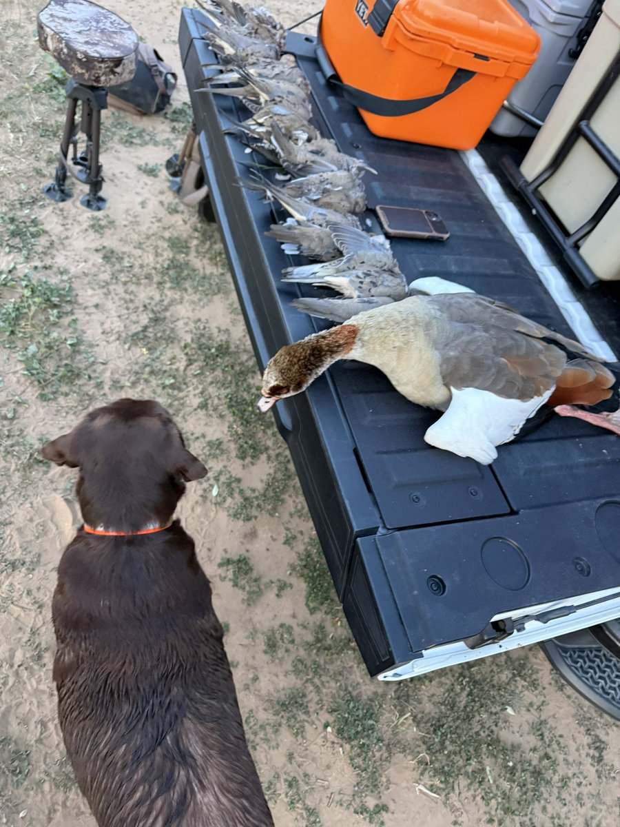 atxrob12's tweet photo. Good night for some bird hunting and steaks with friends! Honey’s first goose!!  ❤️Bird 🐕. https://t.co/bbQaD3mpgp
