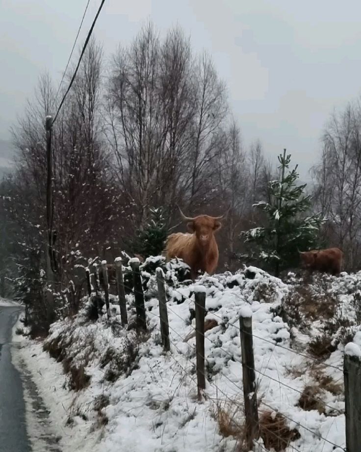 MozartCultures's tweet photo. winter in scotland https://t.co/AqxGKQE0ny