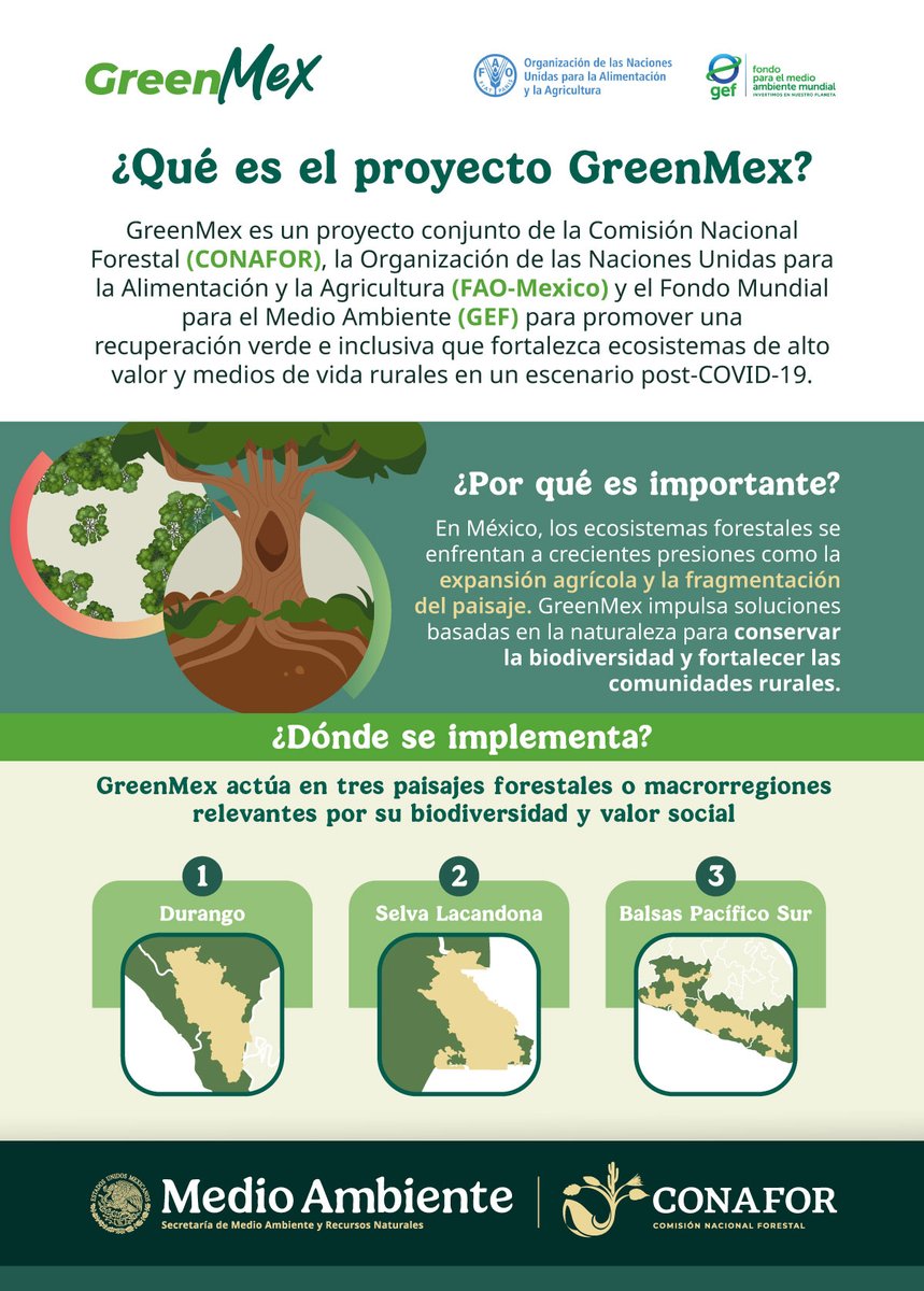 FAOMexico's tweet photo. 🌿 ¿Ya conoces a #GreenMex?

Es un proyecto conjunto de @CONAFOR y @FAOMexico, con apoyo del @theGEF, para impulsar una recuperación verde e inclusiva en paisajes forestales de México.

💚 Conoce más en esta postal y súmate al cambio.
#RecuperaciónVerde #MejorMedioAmbiente https://t.co/I0LYBYXtzq