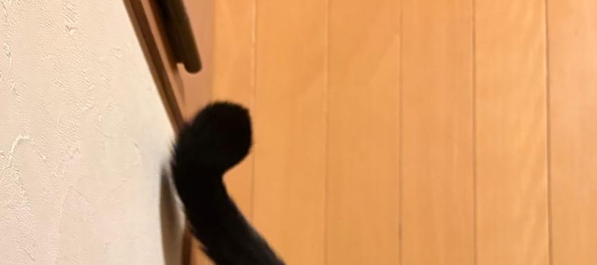 uni_kuroneko's tweet photo. タップするとうにが伸びをします。

#黒猫