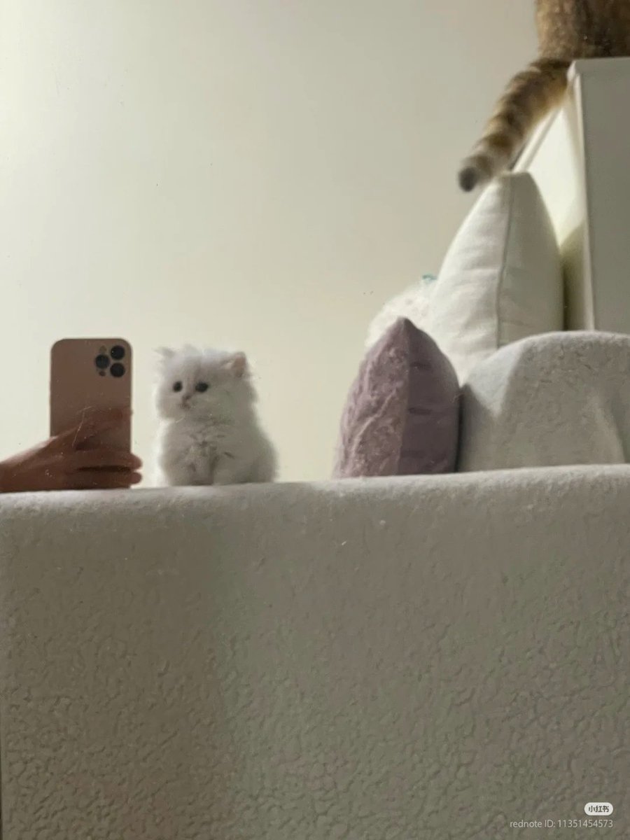 No Context Cats tweet media
