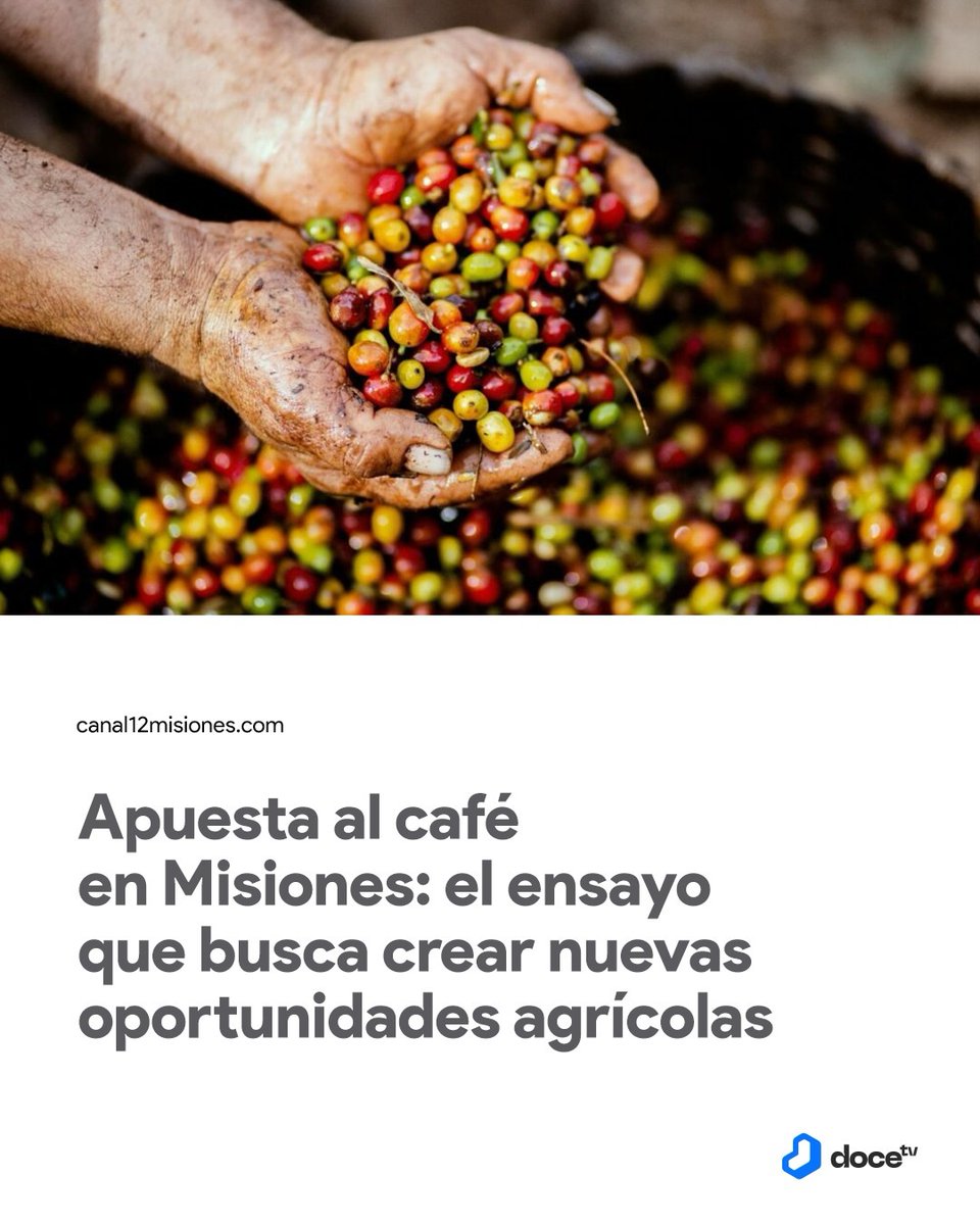 ☕️ ¿Café misionero? Sí, leíste bien. El <a href="/gobmisiones/">Gobierno de Misiones</a>, junto a <a href="/BiofabricaMnes/">Biofábrica Misiones</a>  y el Ministerio del Agro, arrancó ensayos para ver si podemos producir café en nuestra tierra. Se trata de una apuesta para diversificar las chacras que ya tiene tres parcelas experimentales en