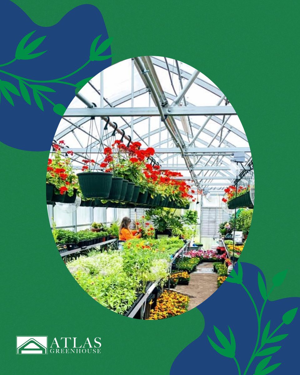 AtlasGreenhouse's tweet photo. As we welcome the new year, let’s celebrate the timeless beauty of ornamentals. Just like a fresh start, ornamentals remind us that growth and renewal are always possible.

Here’s to a year full of vibrant blooms! What are you excited to grow in 2026? 🌿 https://t.co/dZ5z2ci0R9